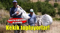 İzmir'in dağlarında at sırtında kekik topluyorlar