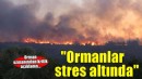 'Ormanlarımız şiddetli bir stres altında'
