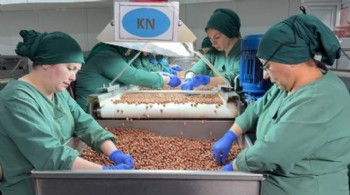 124 ülke fındık için Türkiye'ye para yağdırdı