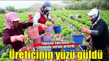 Aşırı yağışlar nedeniyle hasadı geciken Emiralem çileğinde verim arttı