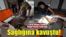 Ateşli silahla yaralanan domuz Doğal Yaşam Parkı’nda sağlığına kavuştu