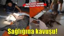 Ateşli silahla yaralanan domuz Doğal Yaşam Parkı’nda sağlığına kavuştu