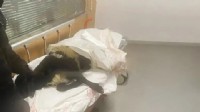 Ayağı kırılan koyunu acile götürdü, ortalık karıştı!