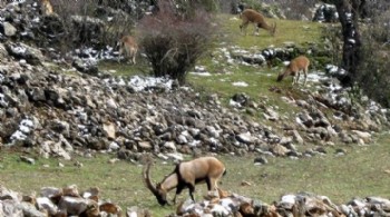 Bakanlık uyardı: Yasak avın tazminatı milyonlarca lira ve hapis cezası!
