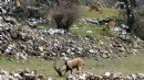 Bakanlık uyardı: Yasak avın tazminatı milyonlarca lira ve hapis cezası!