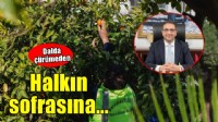Balçova'da örnek uygulama... Dalda çürüyen değil, sofraya ulaşan bereket!