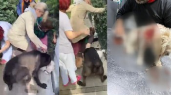 Banu Parlak'ın köpeği komşusunun köpeğini öldürdü!