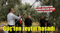 Başkan Güç zeytin hasadına katıldı...