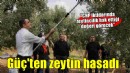 Başkan Güç zeytin hasadına katıldı...