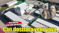 Bayraklı'daki hayvan bakımevinde kapsamlı yenileme