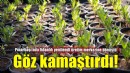 Bornova Belediyesi fidanlığı yeni görünümüyle göz kamaştırıyor