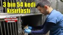 Buca’da 3 bin 54 sokak kedisi kısırlaştırıldı