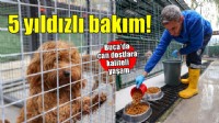 Buca’nın can dostlarına beş yıldızlı bakım