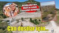 Büyükşehir’den Dikili’ye tam teşekküllü sokak hayvanları kampüsü