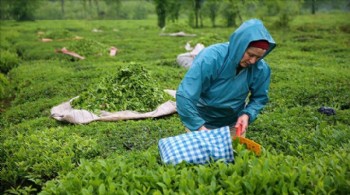 ÇAYKUR sezonun ilk 3 gününde 5 bin tonun üzerinde çay aldı