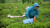 ÇAYKUR sezonun ilk 3 gününde 5 bin tonun üzerinde çay aldı