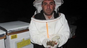 Çanakkale'de toplu arı ölümleri!