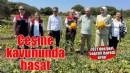 Çeşme kavununda hasat zamanı