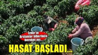 Coğrafi işaretli Arslanlar biberinde hasat başladı