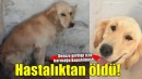 Denize girdiği için barınağa kapatılmıştı: O köpek hastalıktan öldü!