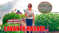 Didim Belediyesi Akköy Fidanlığı'nda lavanta hasadı gerçekleştirildi