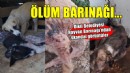 Dikili Belediyesi Hayvan Barınağı'ndan skandal görüntüler!