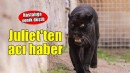 Doğal Yaşam Parkı’nın jaguarı Juliet yaşama veda etti