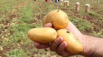 Don vurdu, patates yandı: Çiftçi tarlada zarar etti, destek bekliyor