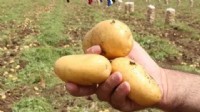 Don vurdu, patates yandı: Çiftçi tarlada zarar etti, destek bekliyor