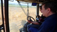 Efeler'in fabrikasında enginar sezonu bitti, otlar tezgaha indi