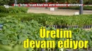 Efes Tarlası Yaşam Köyü’nde yerel tohumlarla üretim devam ediyor