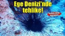 Ege Denizi'nde yeni tehlike: İstilacı tür uzun dikenli deniz kestanesi!