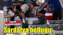 Ege'de sardalya bereketi