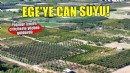 Ekim yağmuru Egeli çiftçilere nefes oldu