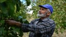 Emekliliğin ardından köyüne dönüp ceviz üretimine başladı