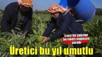 Enginar verimi ocak ve şubat yağışlarıyla arttı