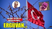 Erguvan: Rengin, Tarihin ve Hikayenin Ağacı