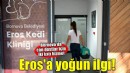 Eros Kedi Kliniği yoğun ilgi görüyor
