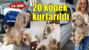 Evde tutulan 20 köpek kurtarıldı