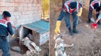 Evde zincire vurulan kurdu, Jandarma kurtardı