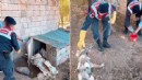 Evde zincire vurulan kurdu, Jandarma kurtardı