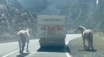 Eziyet kameraya yansıdı: Kamyon iki atı arkasına bağlayarak seyretti