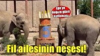 Fil ailesinin neşesi Ege 5 yaşına girdi