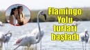 Flamingo Yolu turları başladı