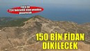 Foça’da yanan 234 hektarlık alana 150 bin fidan dikilecek