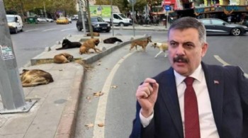 İçişleri Bakanlığı'ndan 'sokak köpekleri' açıklaması