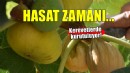 İncirde hasat başladı; kerevetlerde kurutuluyor!