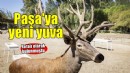 İyileşen kızıl geyik Paşa yeni yuvasında