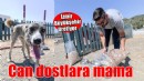 İzmir Büyükşehir can dostlar için mama üretiyor
