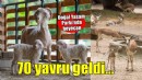 İzmir Doğal Yaşam Parkı’nda yavru heyecanı